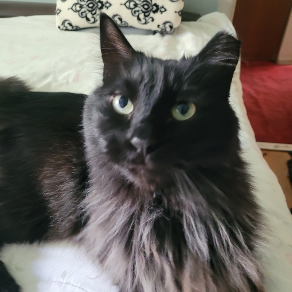 Meet your Posher, Amy - Picture 4 of 10